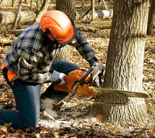 Tree Removal in Cisco, IL